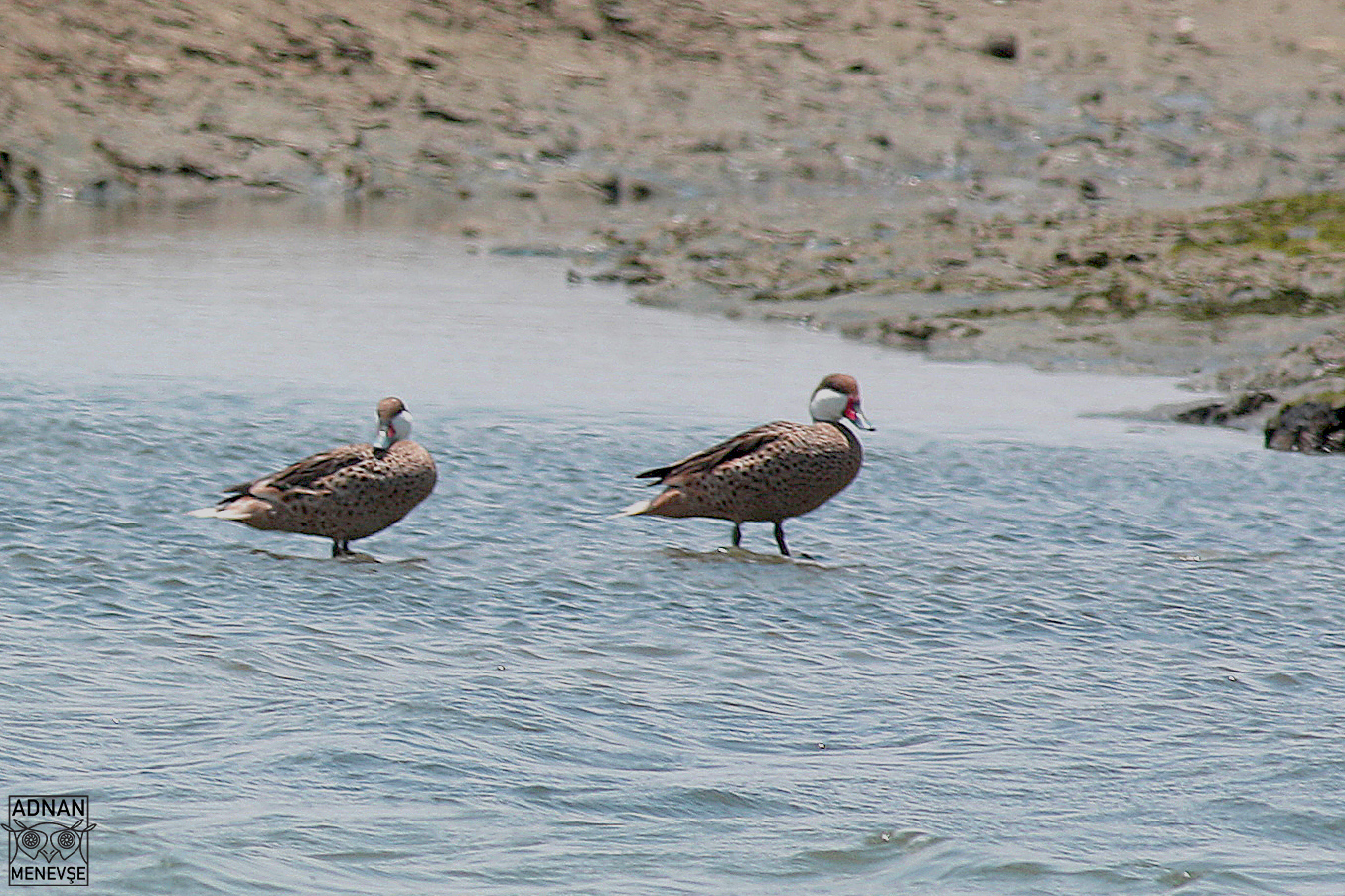 Puna Teal